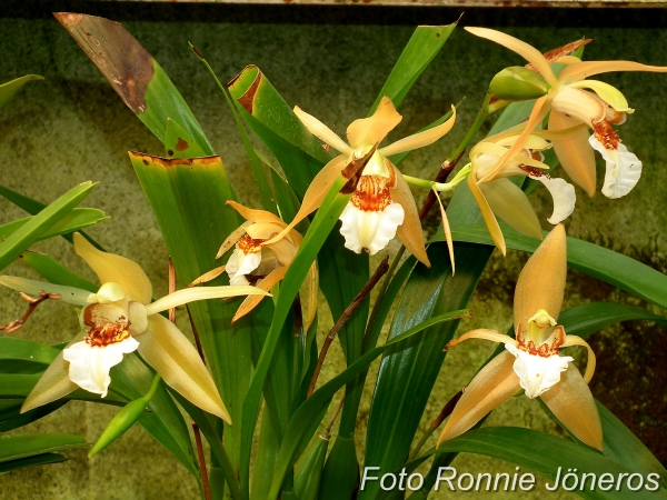 Coelogyne lawrenceana